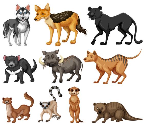 Diferentes tipos de animales salvajes en blanco vector