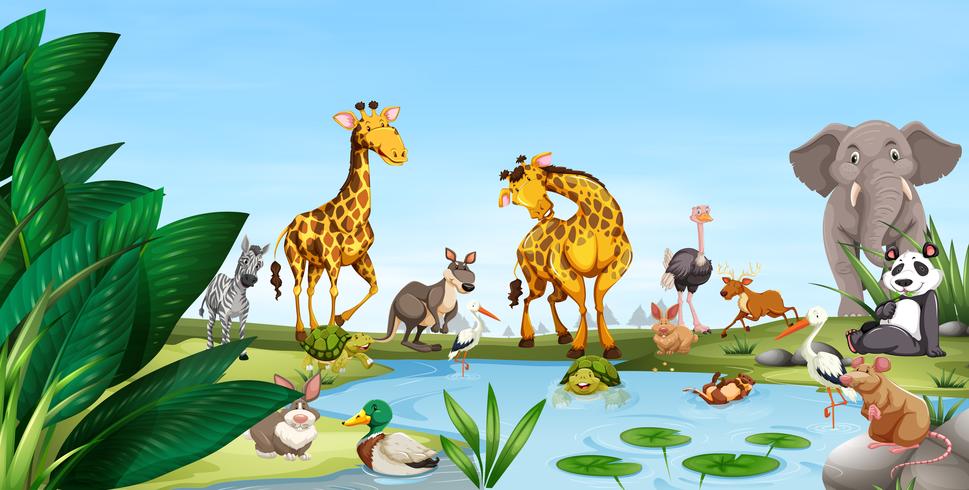 Wild animals by the pond - Download Free Vector Art, Stock Graphics & Images