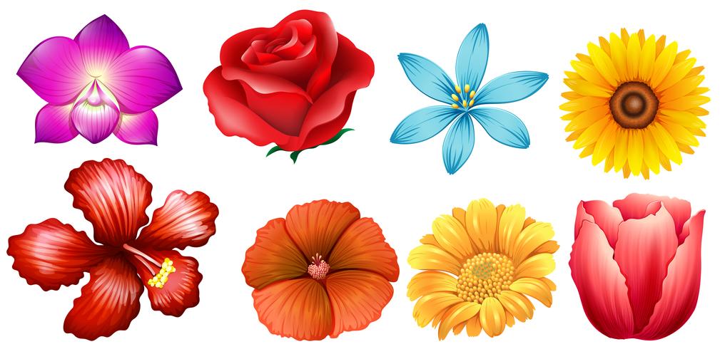 Diferentes tipos de flores vector