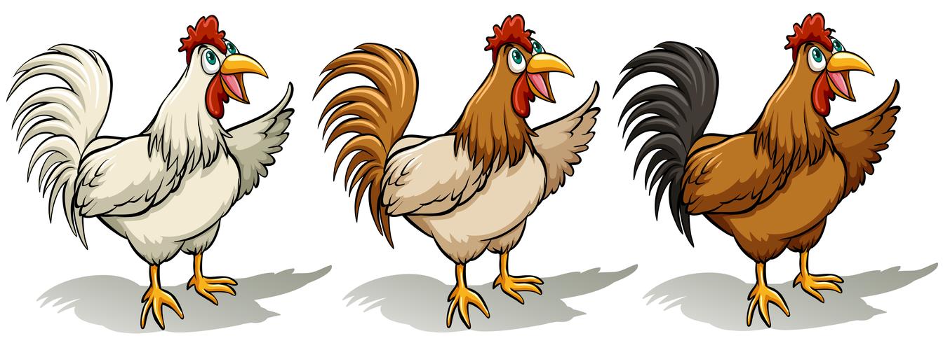 Group of roosters vector