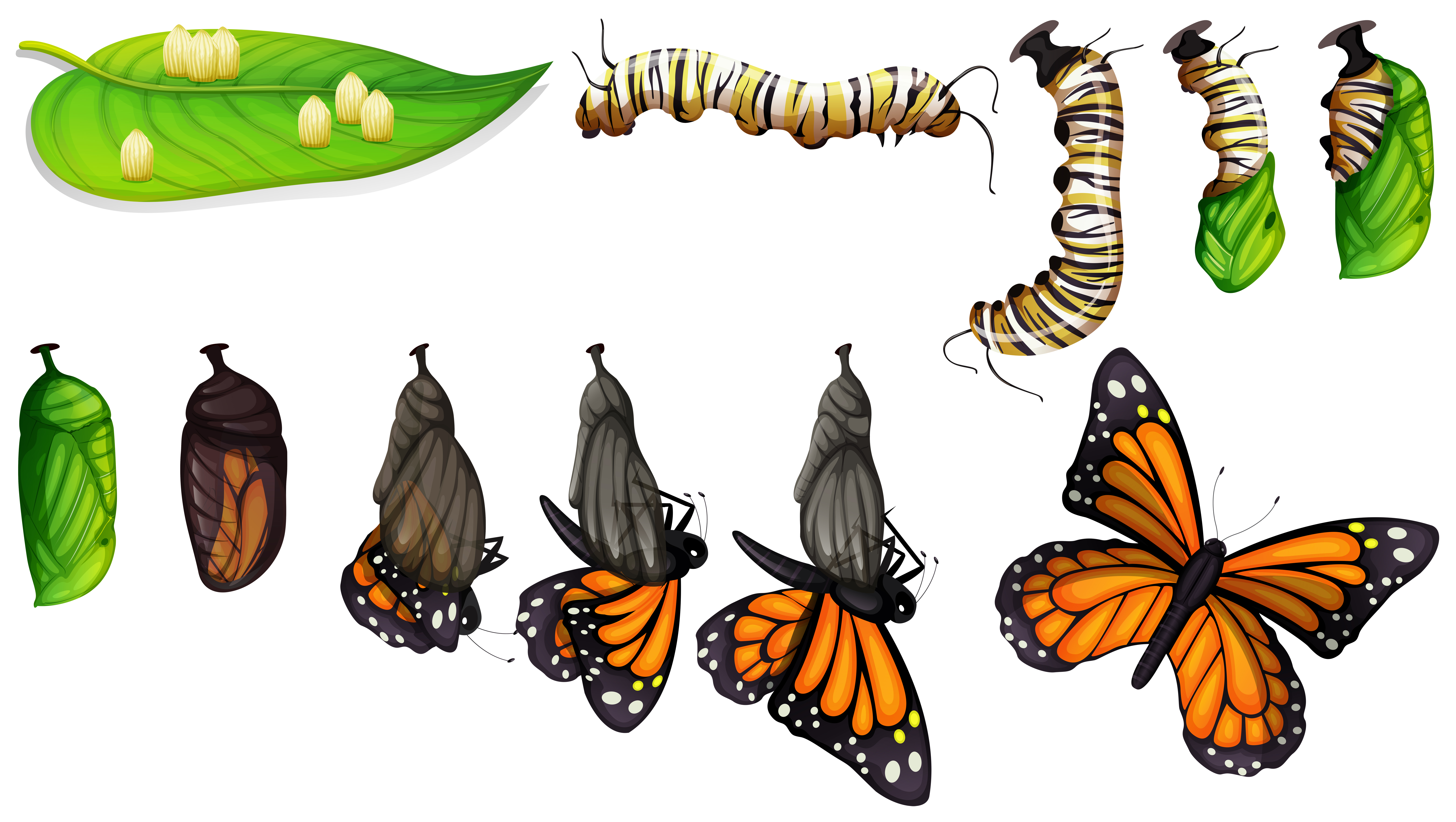 Butterfly Life Cycle Vector Art, Icons, and Graphics for Free Download