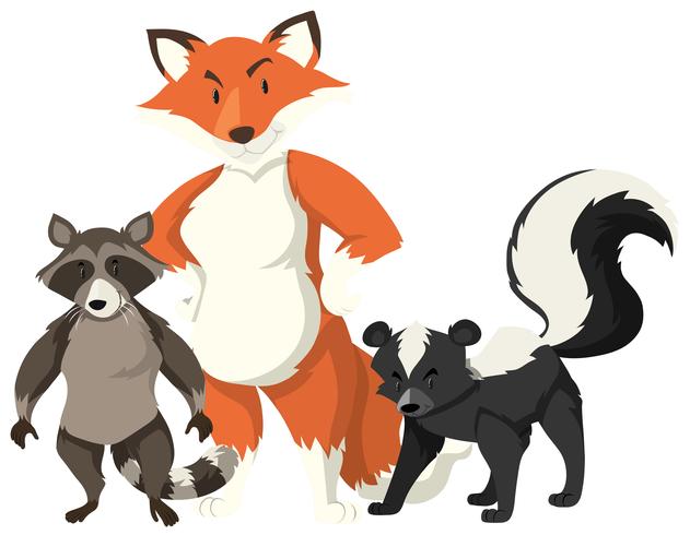 Fox and raccoon on white background vector