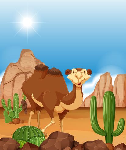 Camel in desert scene vector