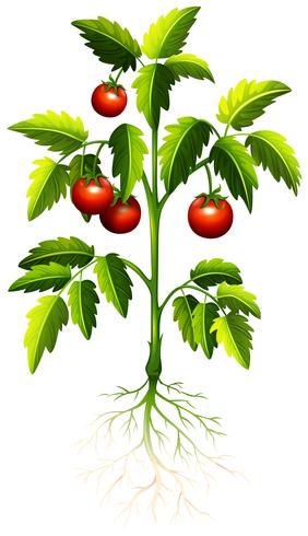 Tomate fresco en el árbol vector