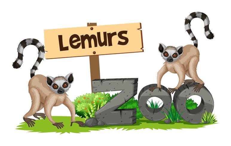 Two lemurs in the zoo vector