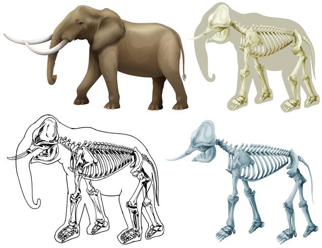 Elephant and its body vector