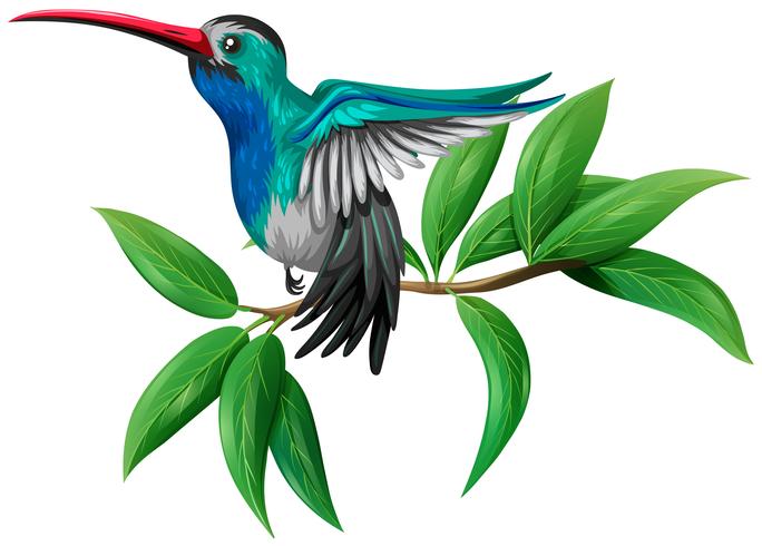 Un colibrí colorido sobre fondo blanco vector