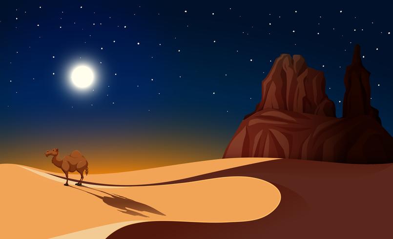 Camel in Desert at Night vector