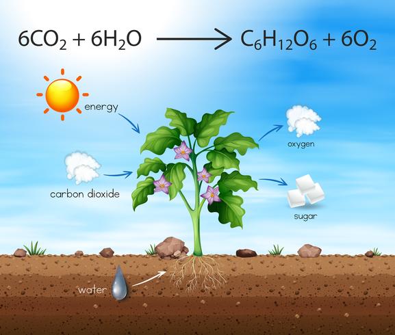 Un proceso de producción de oxígeno del árbol vector