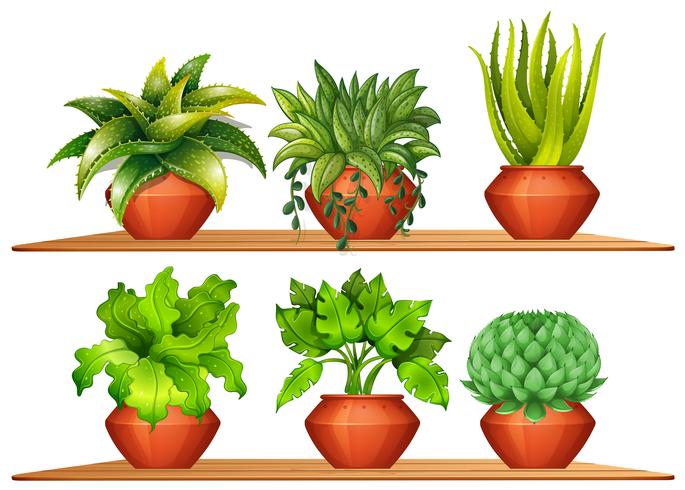 Different types of plants in pots vector