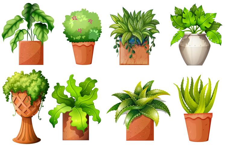 Una colección de las diferentes plantas de maceta. vector