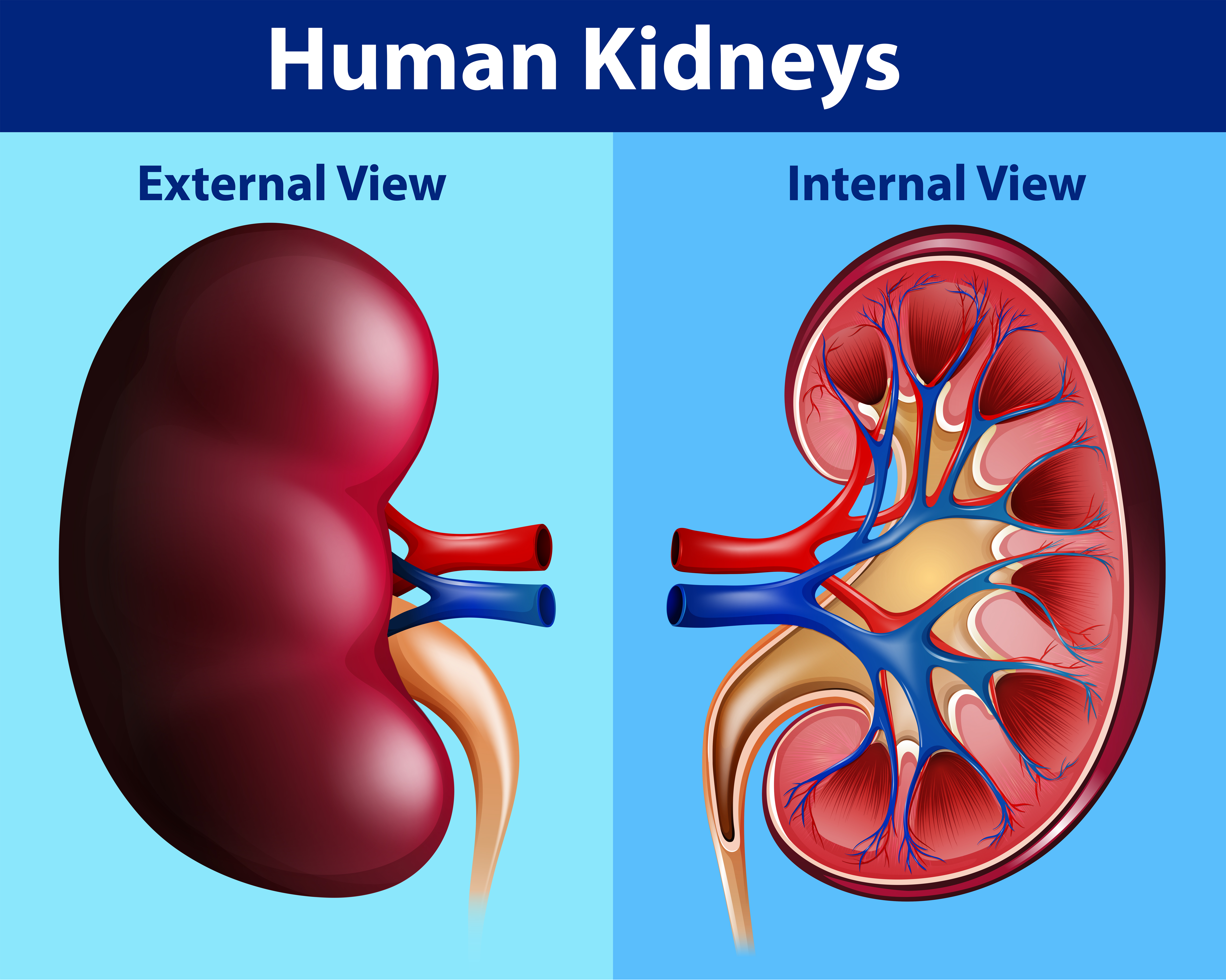 Human anatomy diagram with kidneys - Download Free Vectors, Clipart Graphics & Vector Art