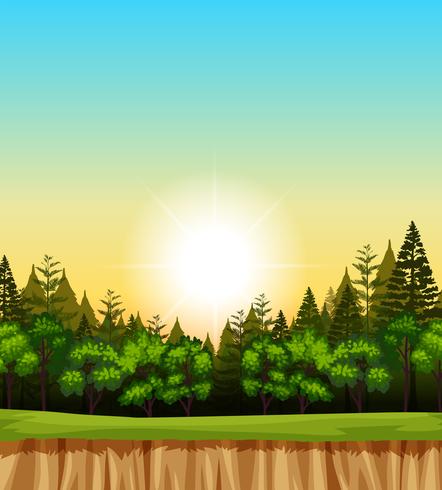 Forest scene with trees on the cliff vector