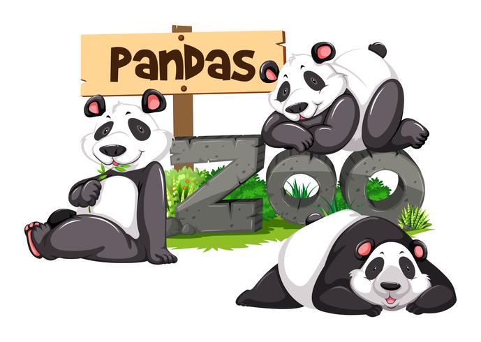 Tres pandas en el zoológico vector