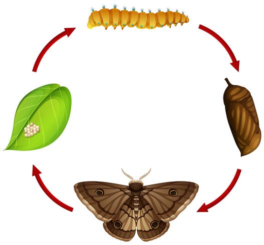 Moth life cycle concept vector