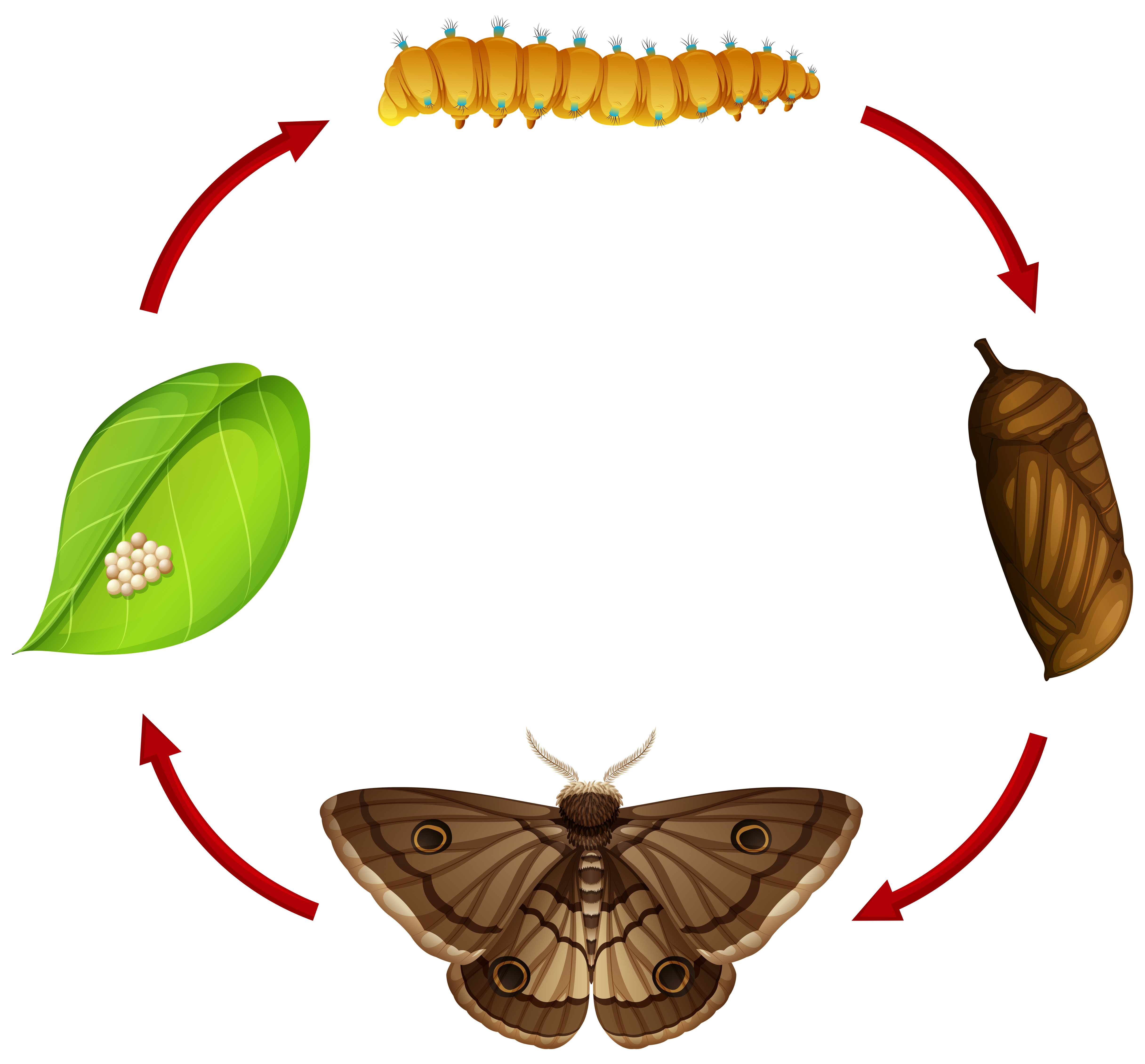 Silk Moth Life Cycle Drawing