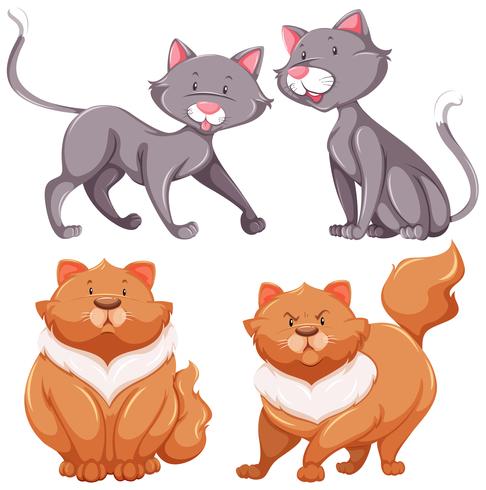 Conjunto de lindos gatos delgados y gordos. vector