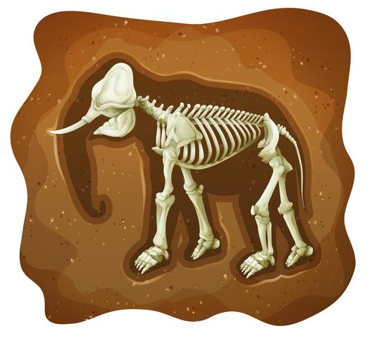 Fossil vector