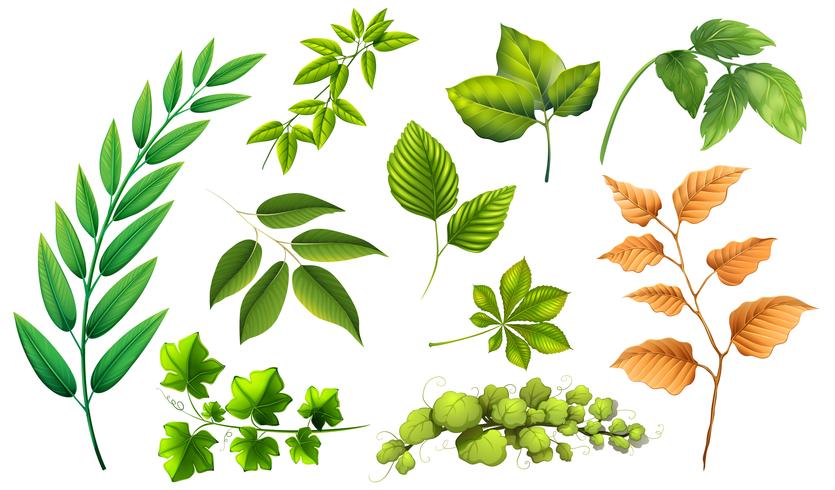 Set of different leaf vector