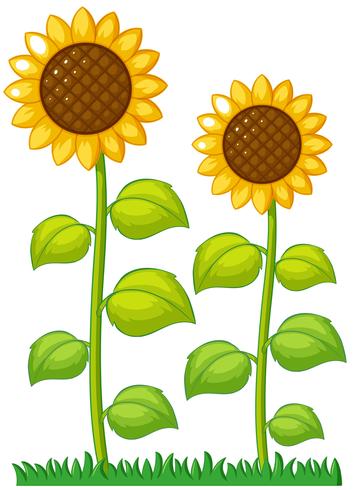 Dos girasoles en el jardín. vector