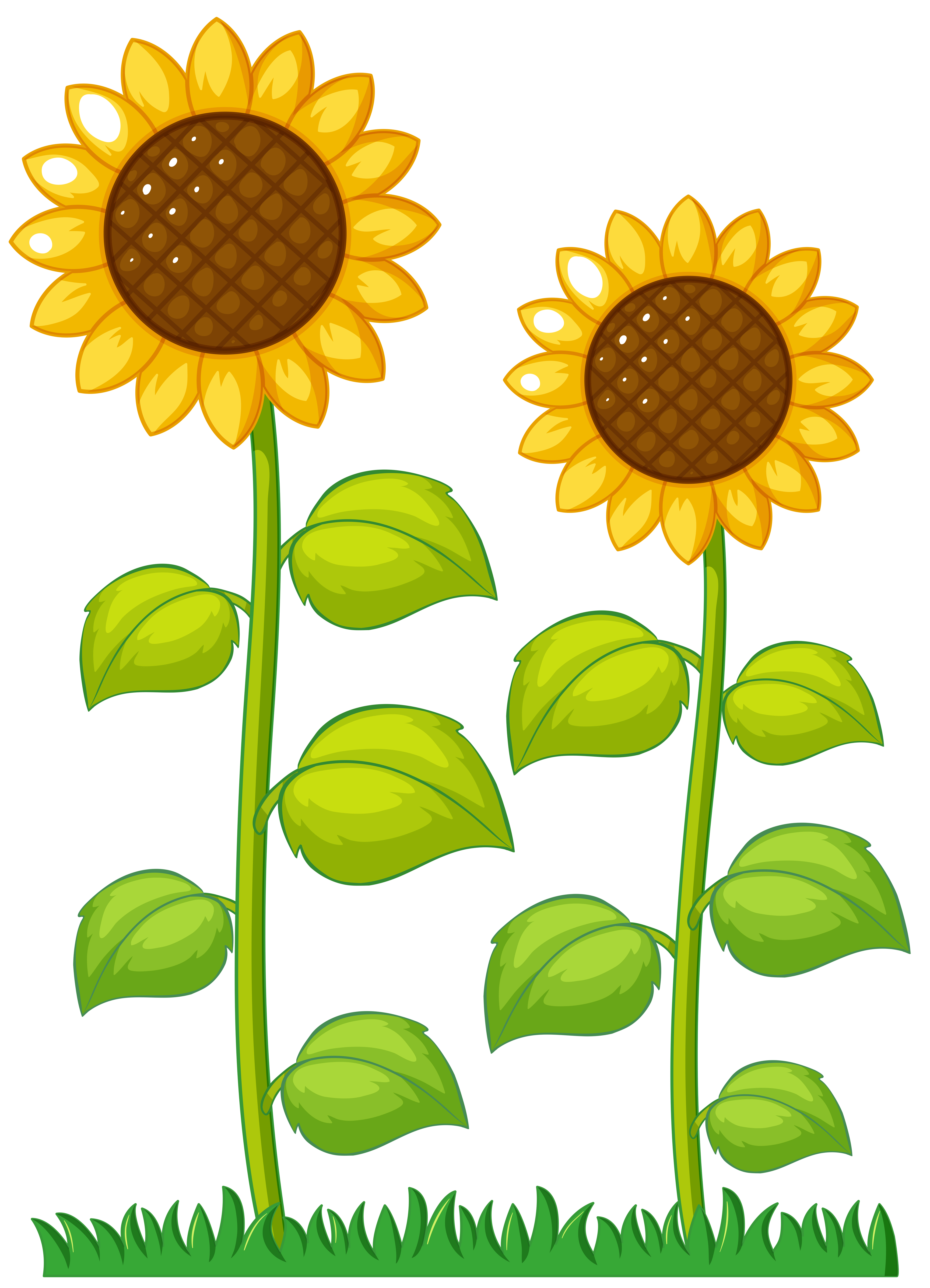 Free Free Sunflower Svg Free Download 343 SVG PNG EPS DXF File