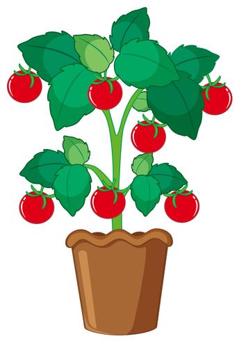 Isolated tomato plant in pot vector