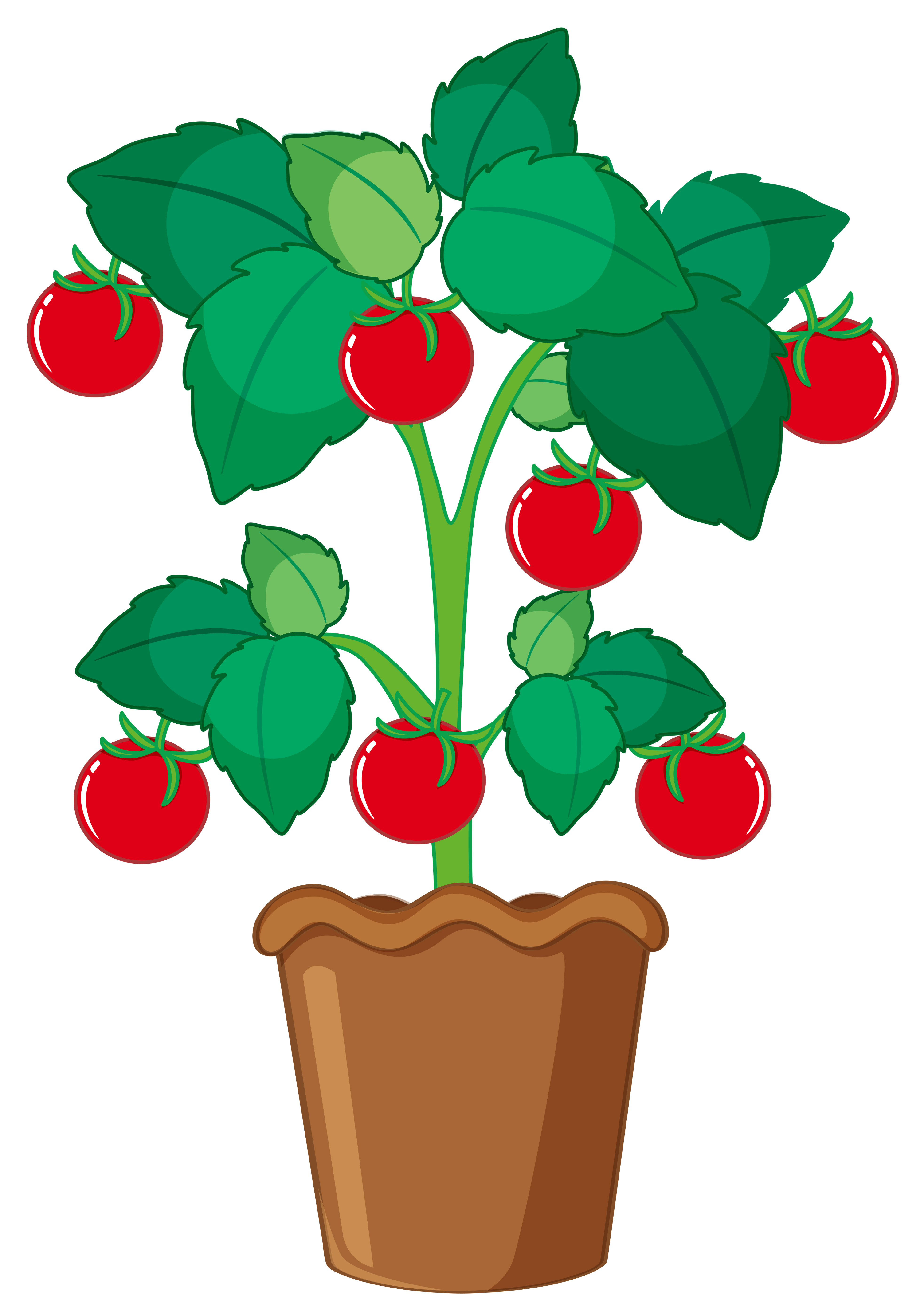 Isolated tomato plant in pot - Download Free Vectors, Clipart Graphics