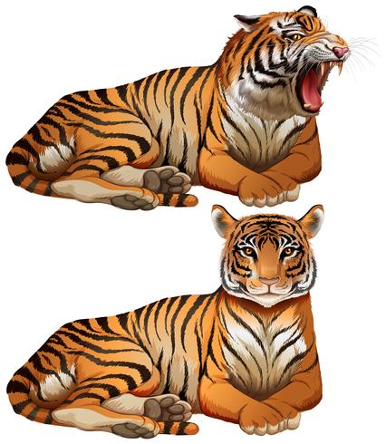 Wild tigers on white background vector