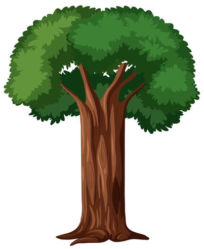 Árbol aislado sobre fondo blanco vector