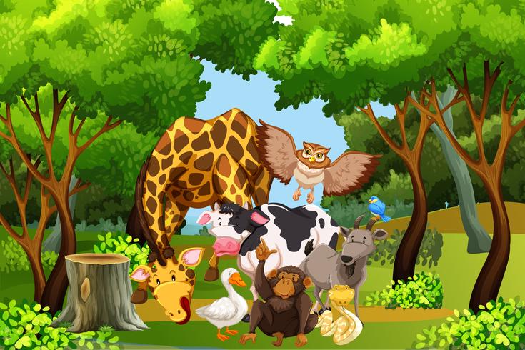 Many animal in the forest vector