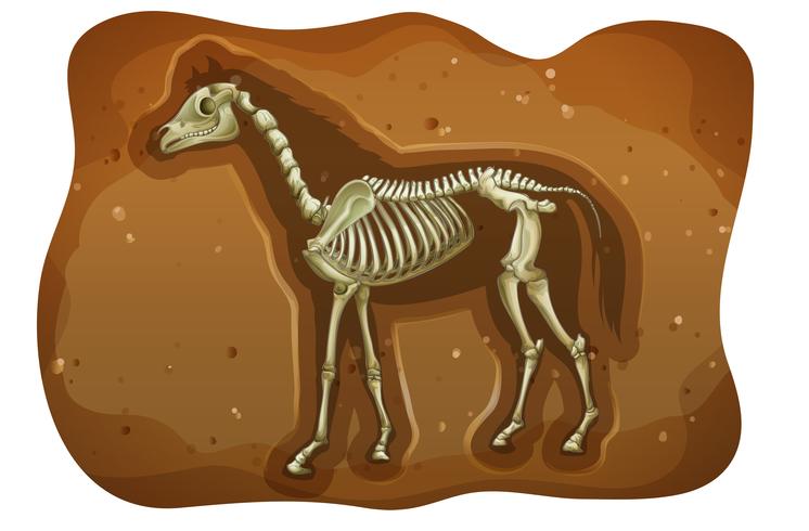 Fossil vector