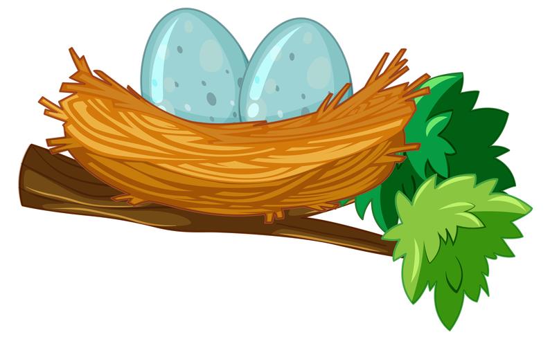 Two eggs in nest vector