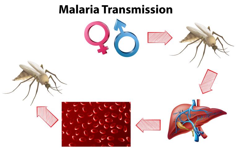 Diagrama de transmisión de la malaria sin texto vector