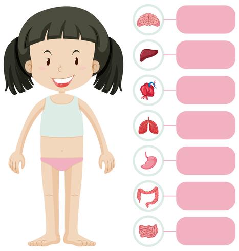 Niña y diferentes partes del cuerpo. vector