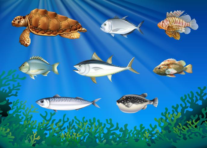 Fish and sea turtle under the sea - Download Free Vector Art, Stock Graphics & Images