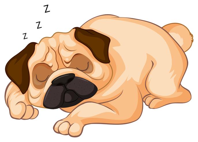 Little dog sleeping on white background vector