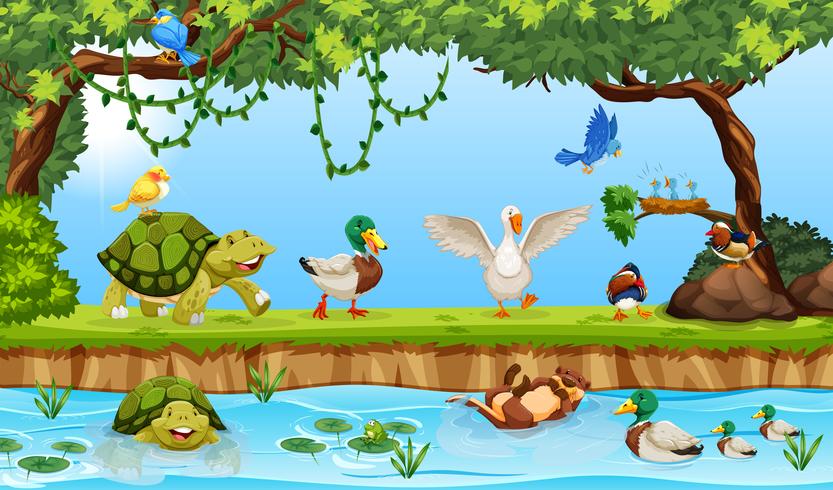 Animals in a pond scene vector