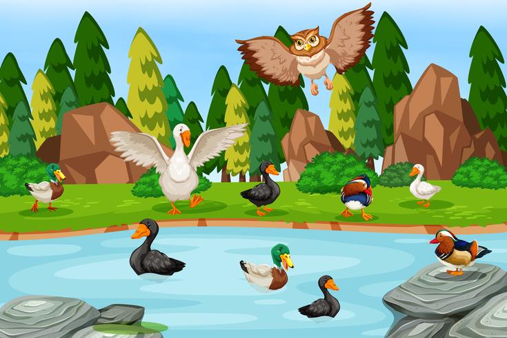 Many duck at the pond vector