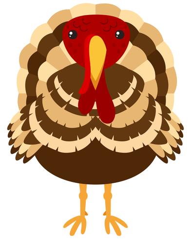 Wild turkey on white background vector