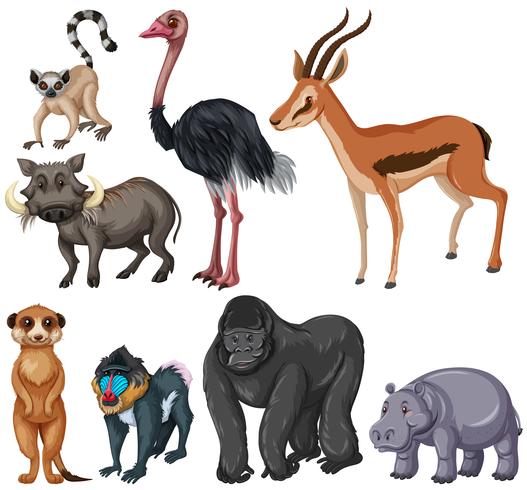 Diferentes tipos de animales salvajes. vector