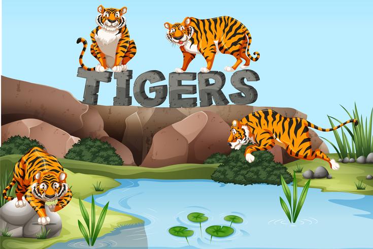 Wild tigers by the pond vector