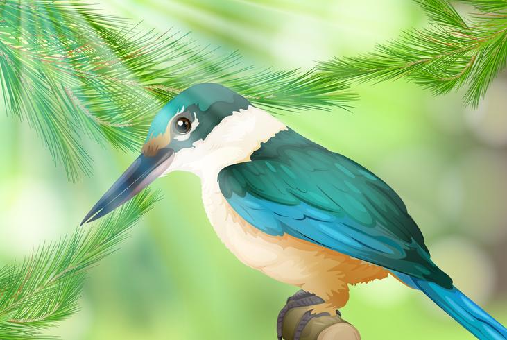 Colourful Bird in Nature Background vector