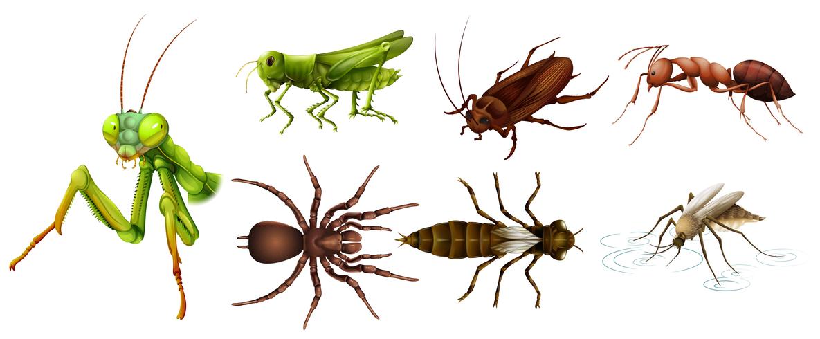 Different kinds of insects vector