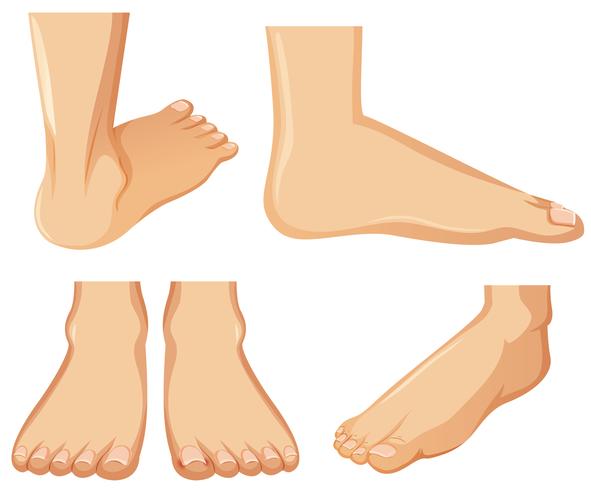 Human Foot Anatomy on White Background vector