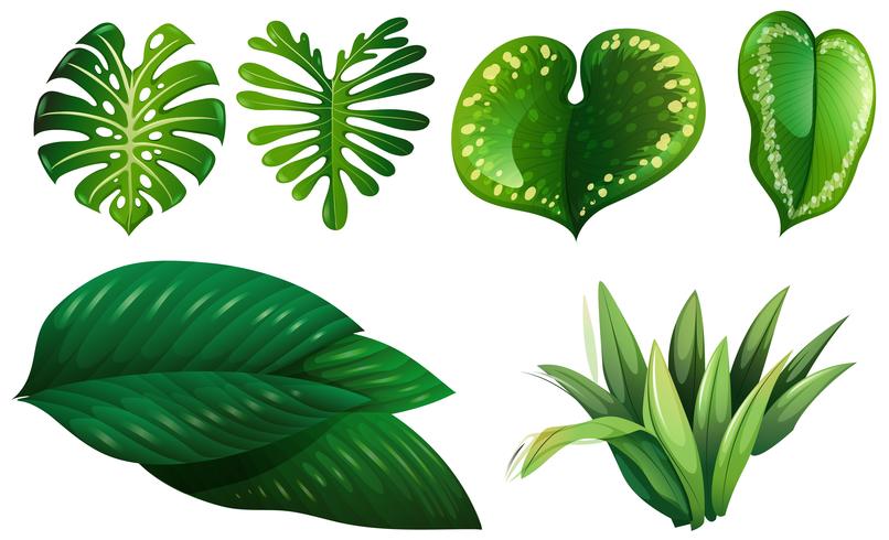 Different types of green leaves - Download Free Vector Art, Stock Graphics & Images