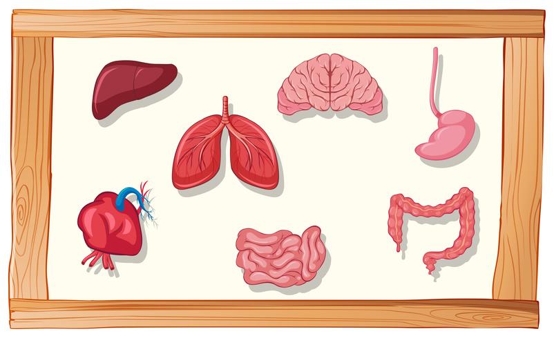 Órganos humanos en marco de madera. vector