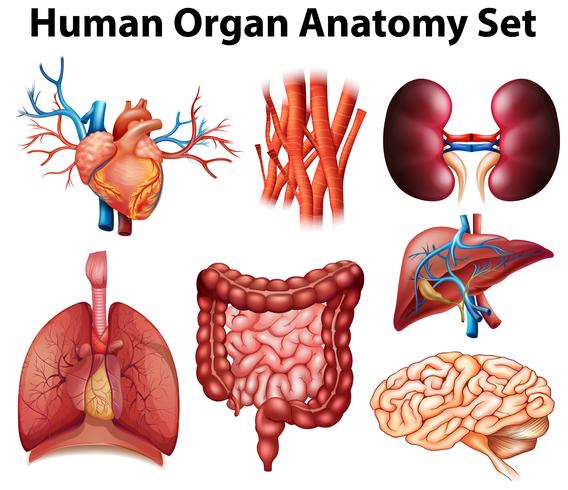 Anatomy vector