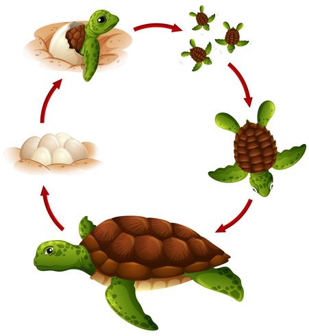 Ciclo de vida de la tortuga vector