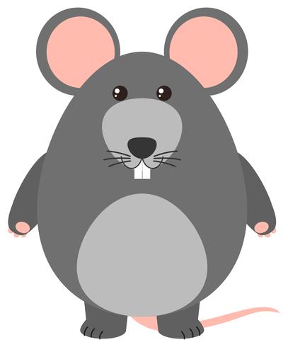 Rata gris sobre fondo blanco vector