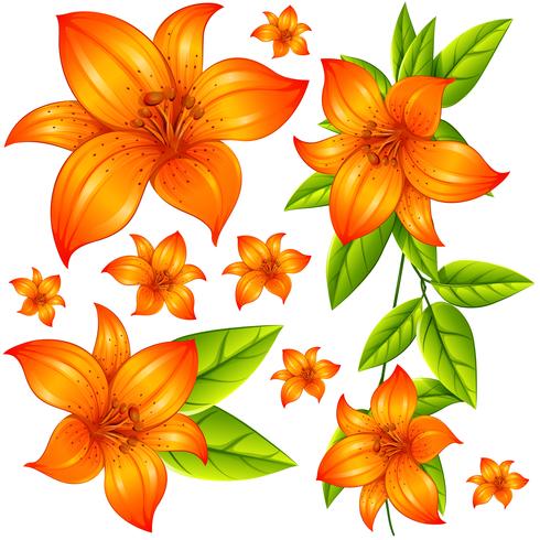 Wild flower in orange color vector